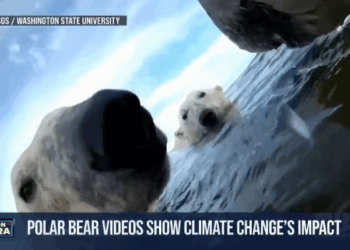 7 Outlets Scaremonger Polar Bears ‘Rewriting’ DNA to Fight Climate Change