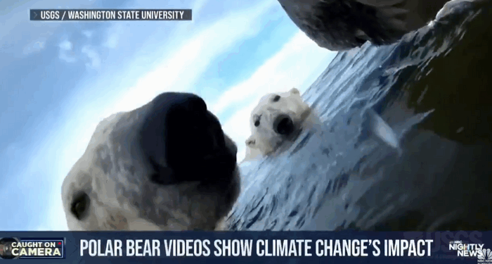 7 Outlets Scaremonger Polar Bears ‘Rewriting’ DNA to Fight Climate Change
