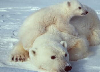 Polar Bears Beat Global Warming
