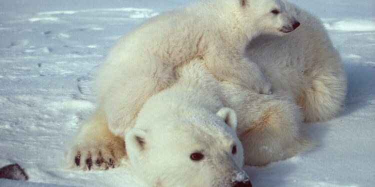 Polar Bears Beat Global Warming