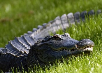 5 craziest 'Florida man' crime stories of 2025 that sound fake — but aren't