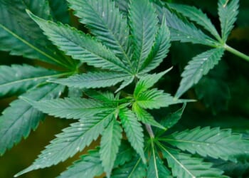 Colorado marijuana sales hit $1B as Trump shifts policy