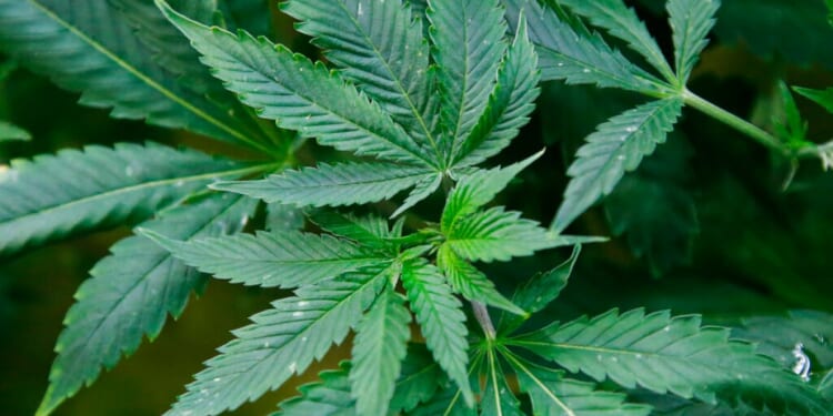 Colorado marijuana sales hit $1B as Trump shifts policy