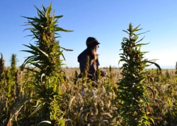 Hemp industry braces for upheaval thanks to little-noticed budget provision