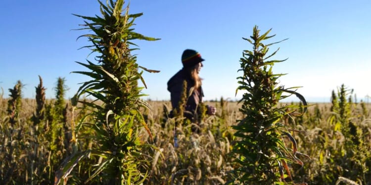 Hemp industry braces for upheaval thanks to little-noticed budget provision