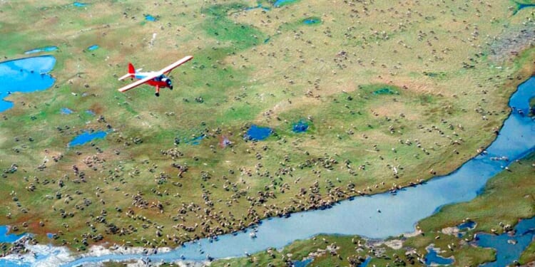 Republicans vote to cancel Biden drilling restrictions in Alaska’s wildlife refuge