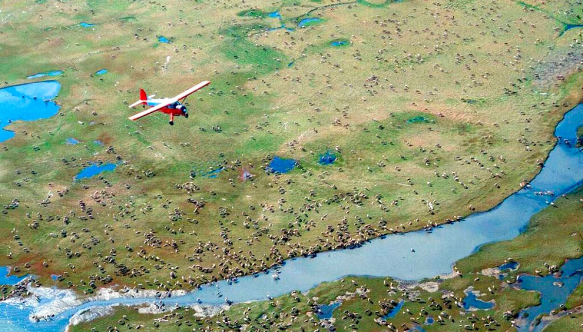 Republicans vote to cancel Biden drilling restrictions in Alaska’s wildlife refuge