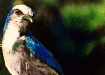 To the government, endangered animals trump property rights