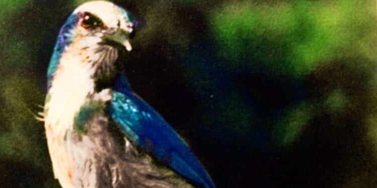 To the government, endangered animals trump property rights