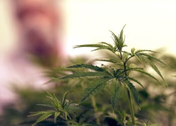 Trump expected to sign order reclassifying marijuana