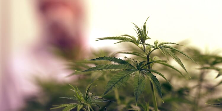 Trump expected to sign order reclassifying marijuana