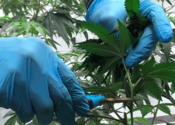 What to expect if Trump reclassifies marijuana