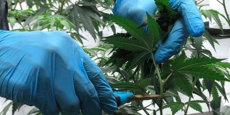 What to expect if Trump reclassifies marijuana