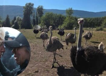Aftermath of a slaughter: Universal Ostrich Farms vows to hold Canada accountable