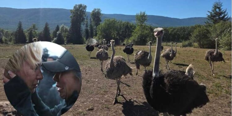 Aftermath of a slaughter: Universal Ostrich Farms vows to hold Canada accountable