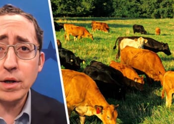 Forget Greenland — we’re losing the real green land that feeds America