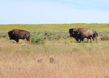 A Battle over Bison in Montana Sets a Dangerous Precedent