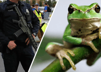 Utah police report claims officer shape-shifted in a frog