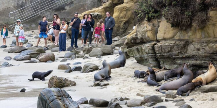 VIDEO: Park rangers kick foreigners out of famed La Jolla Cove for throwing rocks at protected sea lions