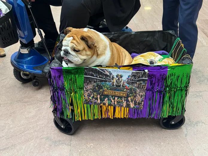 Babydog attends a Mardi Gras parade on Capitol Hill Wednesday with her owner, Sen. Jim Justice (R-WV). (David Sivak/Washington Examiner)