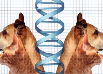 A man used Grok to save his dog. Is intellectual property about to die?