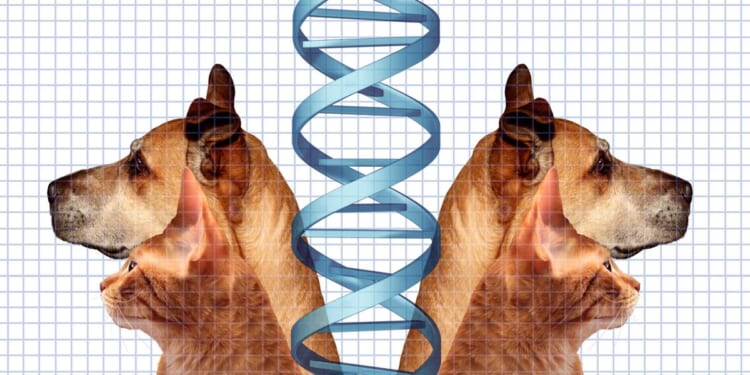 A man used Grok to save his dog. Is intellectual property about to die?