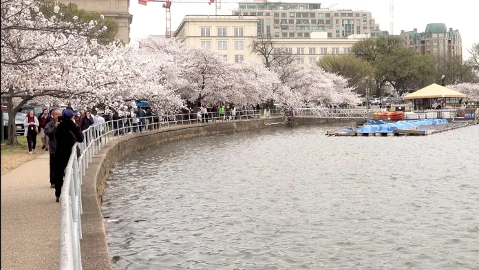 People walking along water under cherry blossom trees