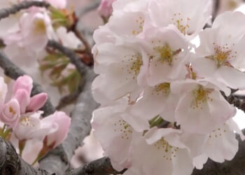 Cherry blossoms reach early peak bloom in Washington, D.C.
