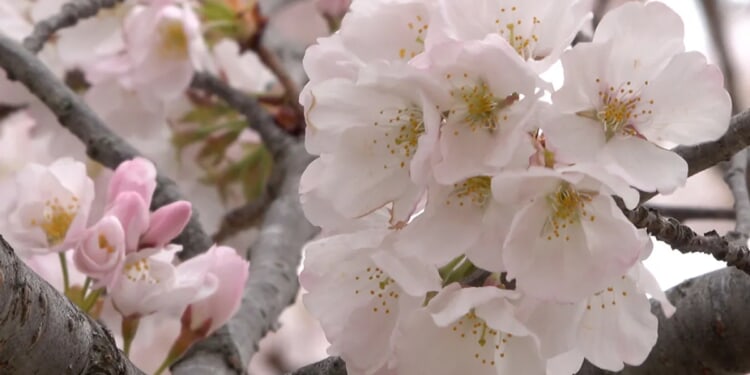 Cherry blossoms reach early peak bloom in Washington, D.C.