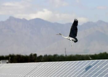 The environmental left will not admit what wind and solar destroy