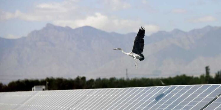 The environmental left will not admit what wind and solar destroy