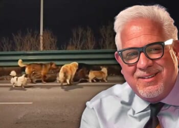 7 dogs destined for China’s illegal meat market miraculously escape and lead each other home — but that's only half the story, says Glenn Beck