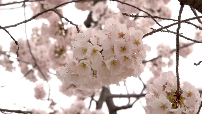 Close up of Cherry blossom in peak bloom