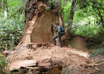 Trump to move Forest Service headquarters to Utah, tramping facilities