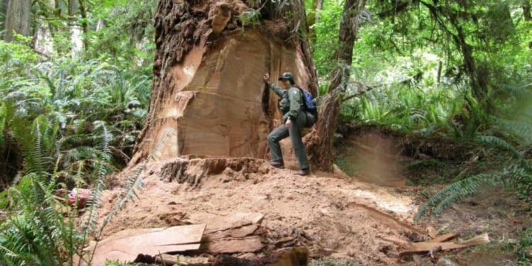 Trump to move Forest Service headquarters to Utah, tramping facilities