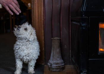 Maybe Society <i>Should</i> Go to the Dogs