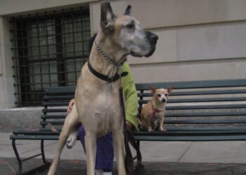 Ladies, Don't Get A Big Dog That You Can't Control