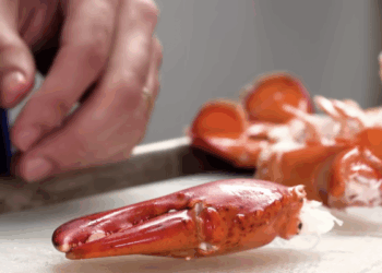 Pro Abortion Scientists Ethics Controversy Examined in Recent Analysis