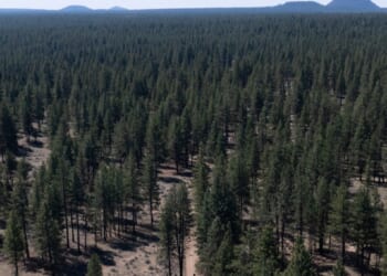 White House rips article that suggested Forest Service will be dismantled